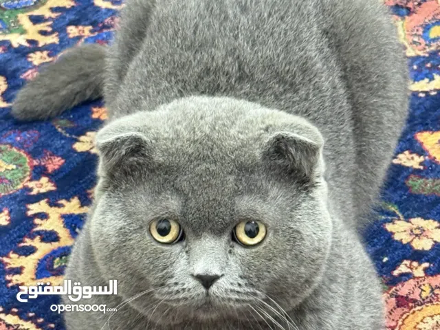 scottish fold cat for sale