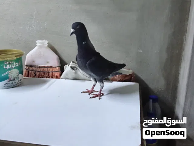 متاح حمام عالاول