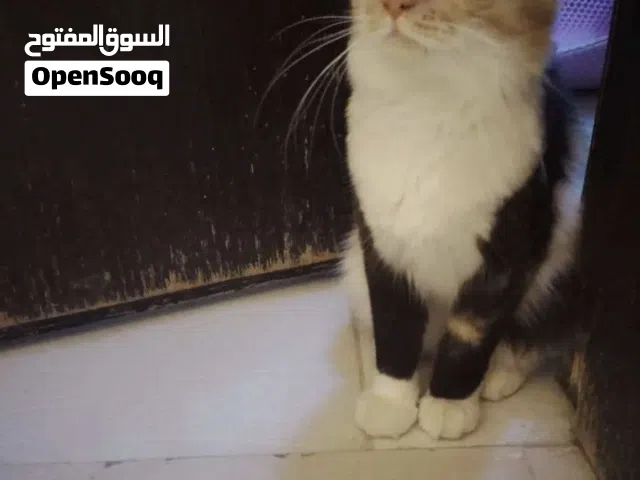 قطة للتبني كالوكي شيرازي أنثى