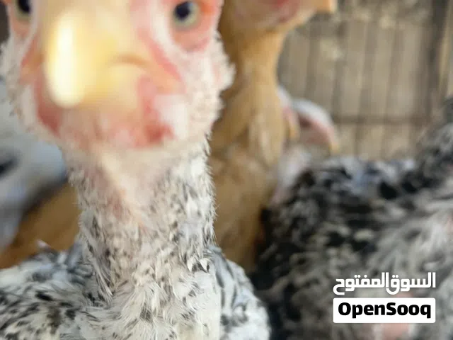 فراخ فارسي
