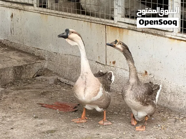 زوج وز للبيع مع افراخ 2