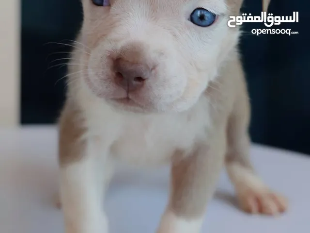 For new family