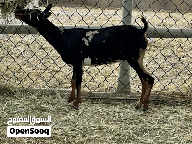 صخله للبيع