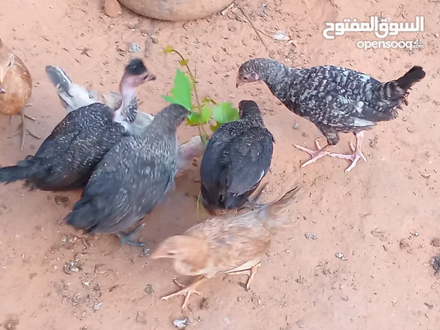 عتاتيق مشاء الله العدد 13 العمر اربع شهور محصنات خالي من اي مرض