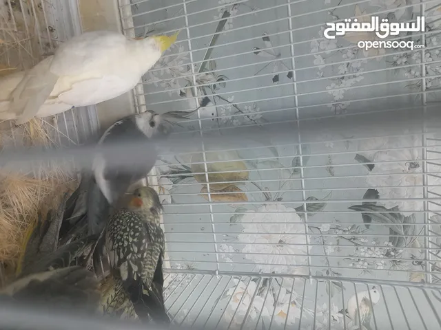 كوكتيل للبيع جميل وملون