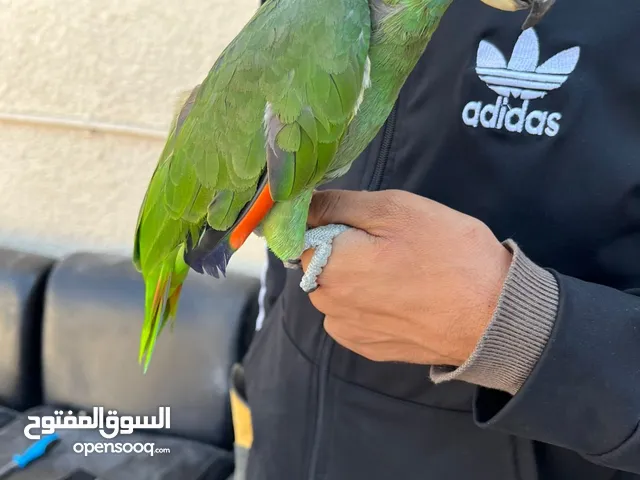 Amazon 1 year parrot