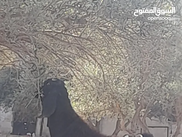 تيس لحم للبيع