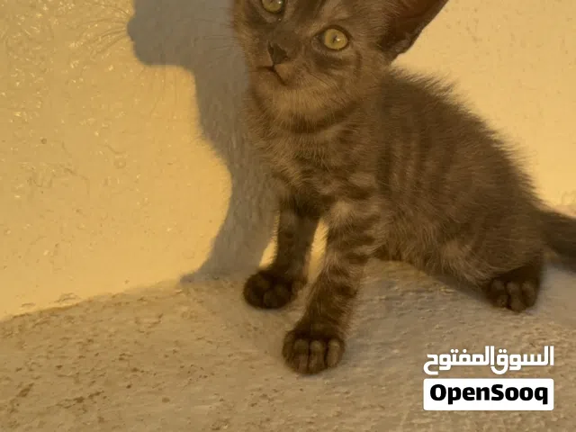 قطة رمادي صغير يحتاج عائلة محبة  small gray kitten needs a loving family