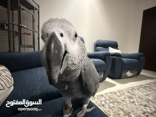 كاسكو للبيع اليف و عنده كلام