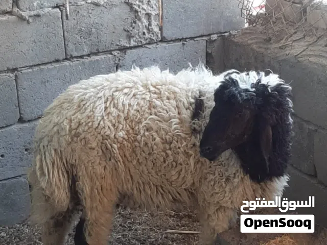 طلي للبيع طويل وبي لحم خير من الله