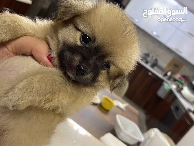 كلب لولو فوكس للبيع