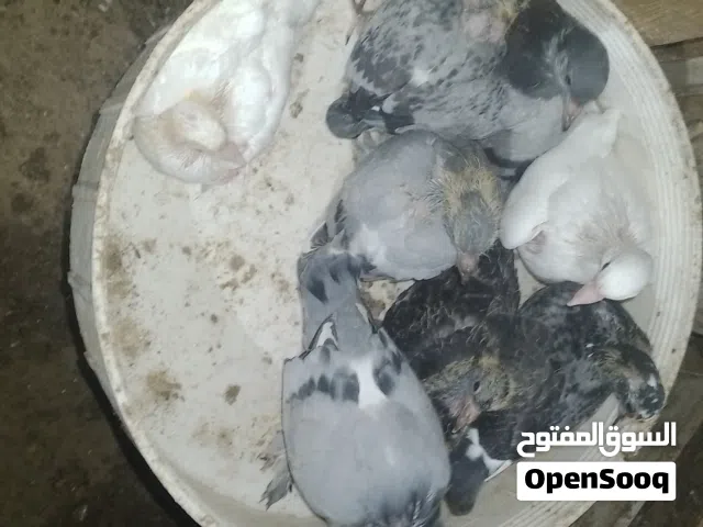 فروخ حمام تبرك الرحمن