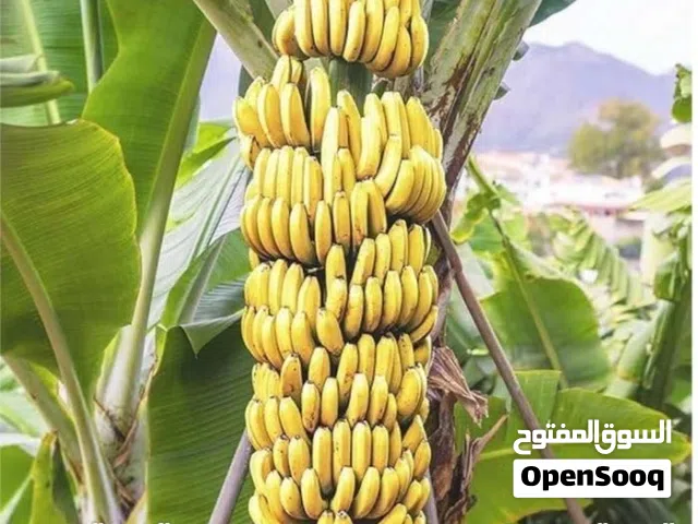 شتلات موز وأصناف أخرى إقراء الوصف