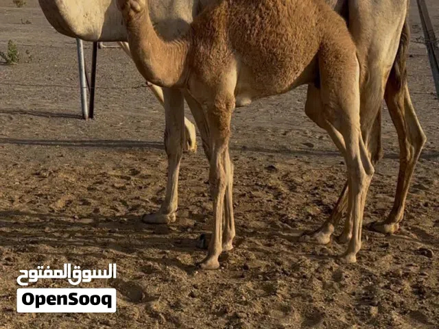 ناقه مع ولدها