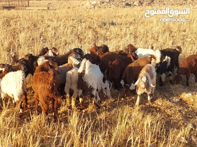 جديان للبيع