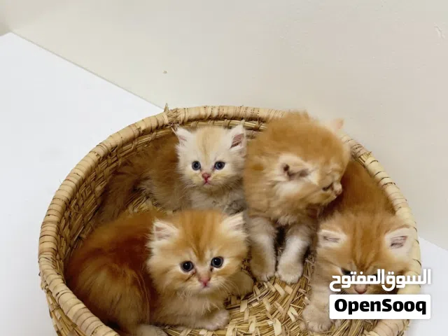 قطط للبيع عمر شهر ونص