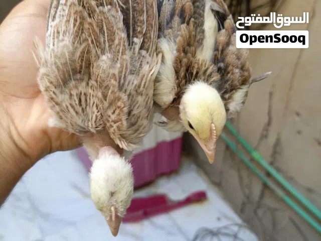 زوج ابو ركيبه دندراوي فاتح. العمر شهر