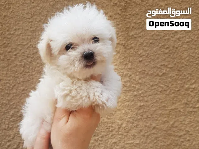 جراوي متنوعه