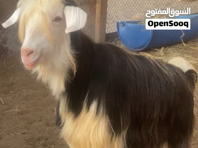 للبيع عنز بصحة جيده رحبيه 4 ولدات تقريبا