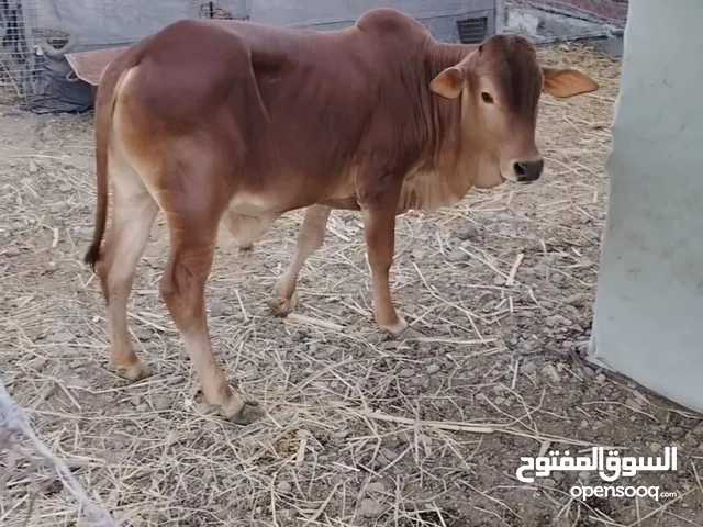 عجل تهجين عماني باكستاني( ازكي)