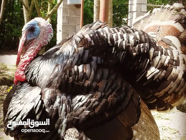 turkey meat delicious