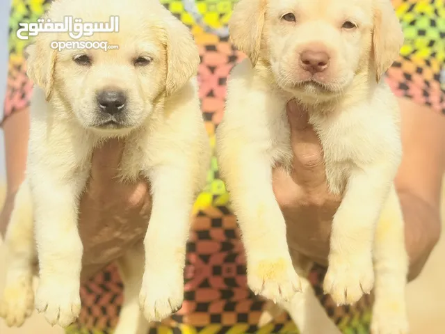 Golden retriever Labrador retriever