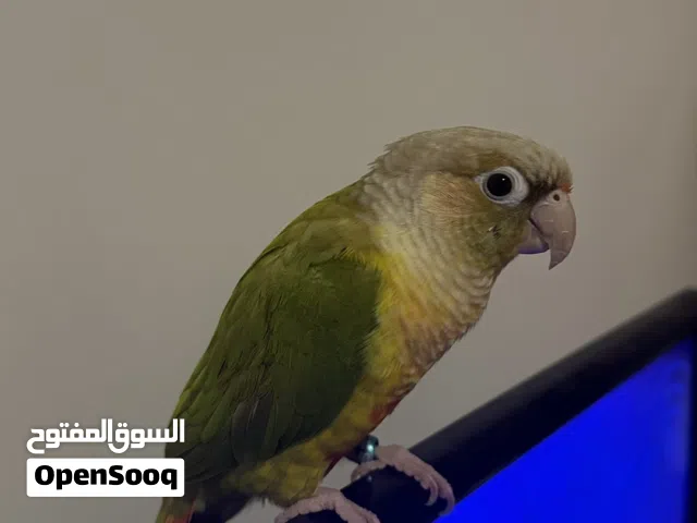 ببغاء كنيور أناناس أليف جداً