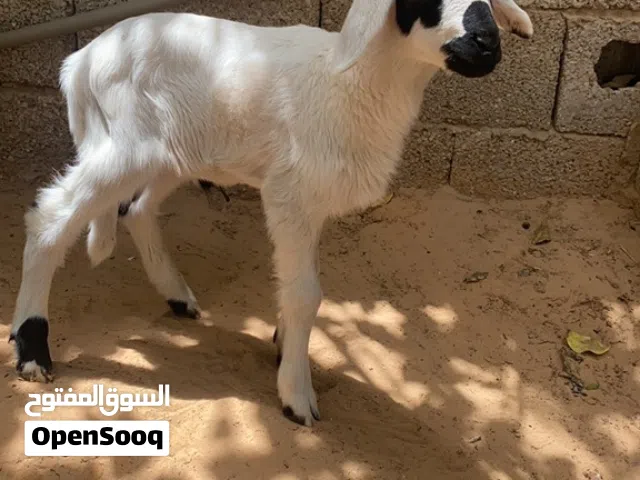 فطيمه للبيع عمرها شهرين سبب لبيع امها ماتت