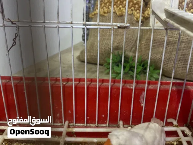 متاح زيبرا مشوشه حجم متوسط امصوقره حاجه مشاء الله