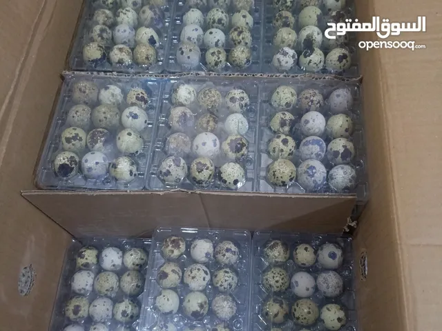 بيض سمان للاكل وللتفقيس بيض طازج جديد
