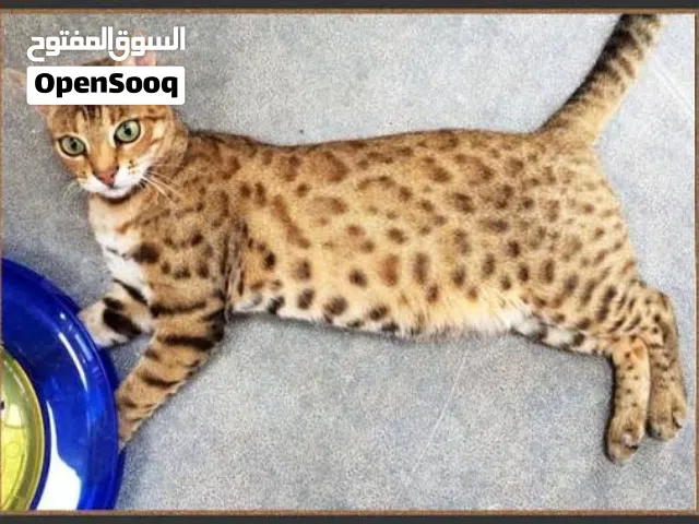 قط بنغالي انثى