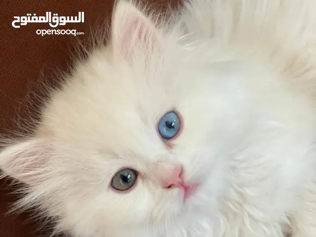 قطه صغنونه عين بعين