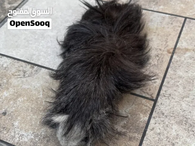 همتارو للبيع
