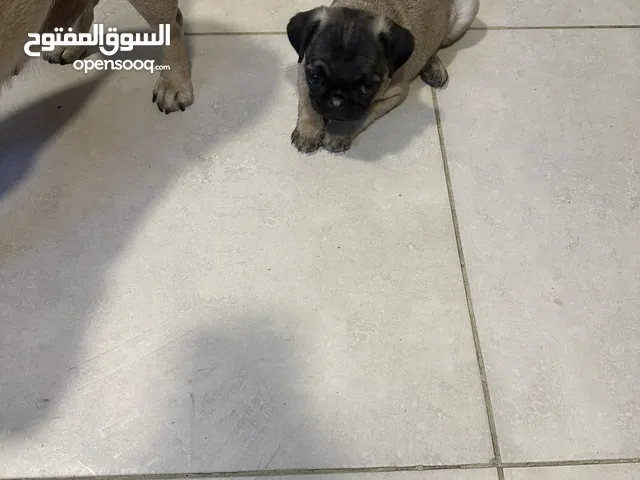 انثى بج عمر شهرين تربية منزل مقيمة في البيت