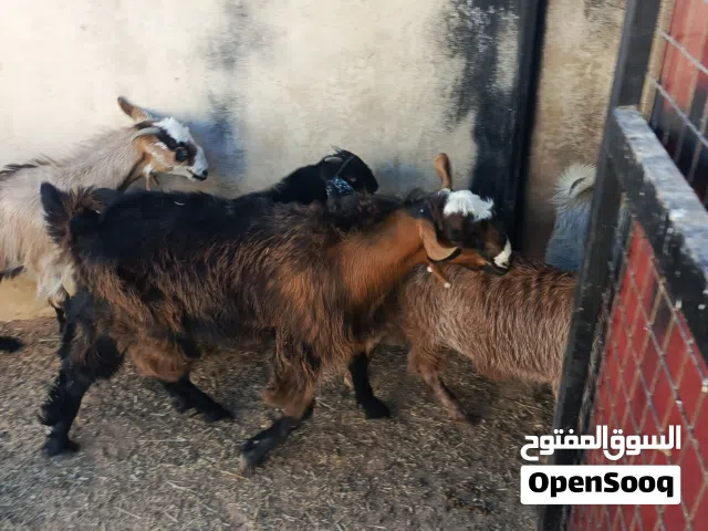 سخال وجدي للبيع
