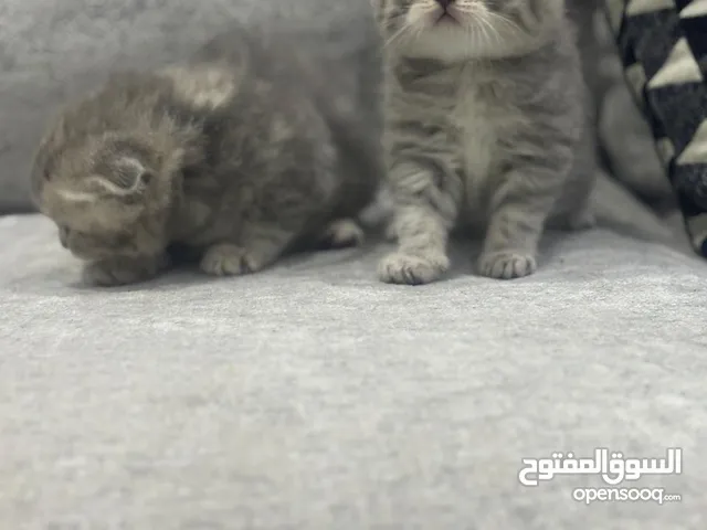 قطوه كيوت  للبيع