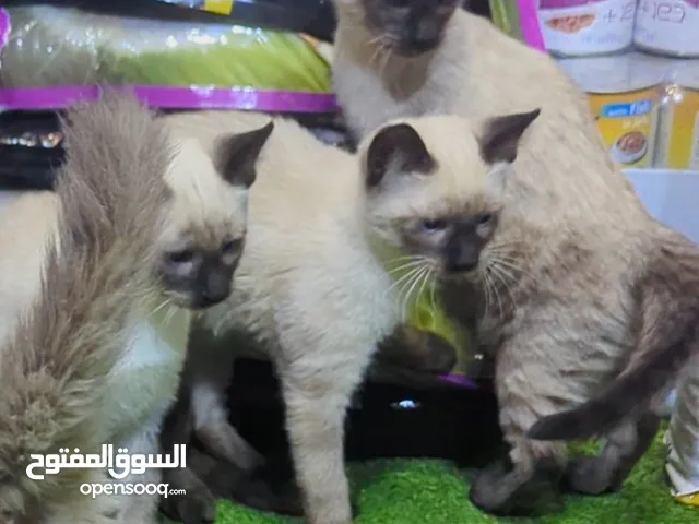 ذكر وانثى سيامي pur race