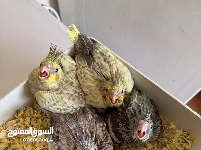 فراخ كوكتيل أليفة ألوان جذابة ومتنوعة