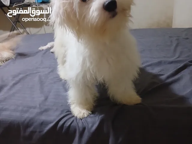 mini bichon for sale