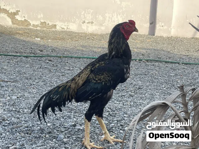ديك باكستاني