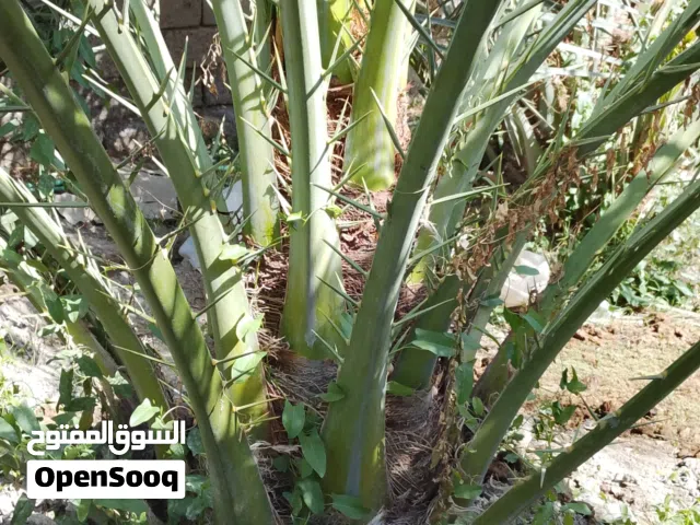 فسائل برحي حر للبيع