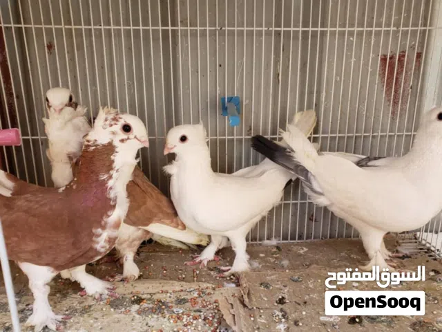 حمام بولندي ورقاص