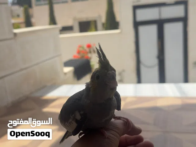 للبيع طائرة كوكتيل  اقراء تلوصف
