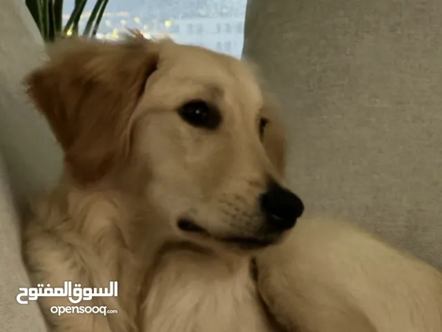 Golden Retriever male (1 year old) vaccinated and passport included, very healthy