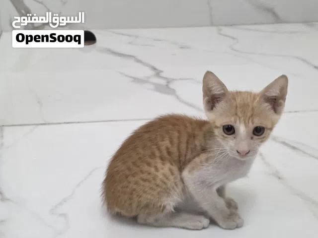 kitten for adoption