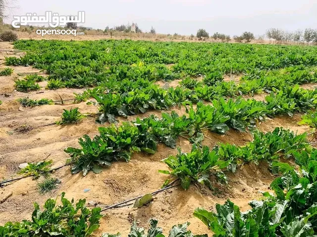 Farm Land for Sale in Fayoum Tamiya