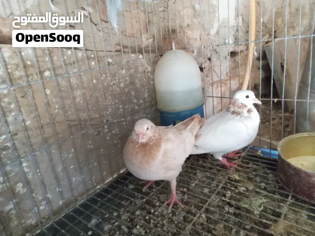 جوز قلاب الانتاية بهلاوان والذكر قلاب بفروخة