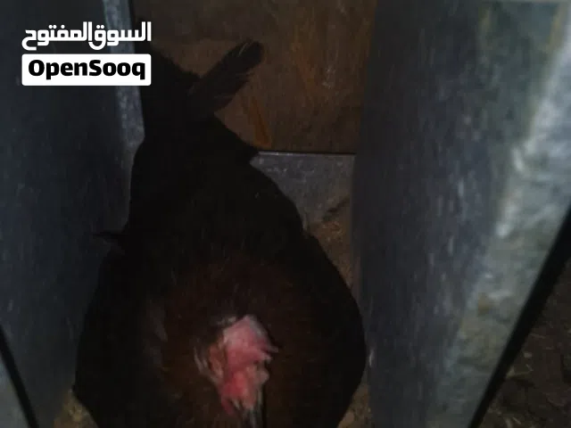 موجود 20 صوص بلدي ترقيد جاج وموجود جاج راقد وموجود جاجتين وديك