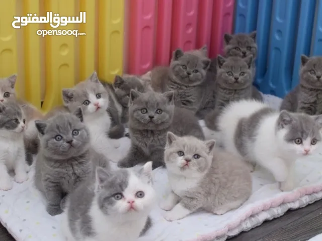 Shorthair british kittens