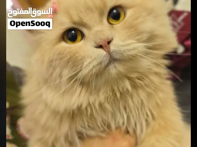 قط لبيع قط لبيع مكس هجين هملايا وشيرازي فارسي 300  في النجف المكان  بيه مجال ل200